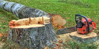 Tree and Shrub Care in Gila Bend, AZ