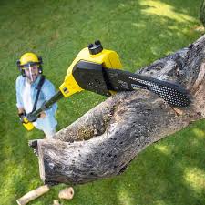 Best Lawn Disease Treatment  in Gila Bend, AZ