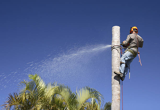 Best Artificial Turf Installation  in Gila Bend, AZ